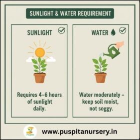 aster double mixed Sunlight & Water Requirem
