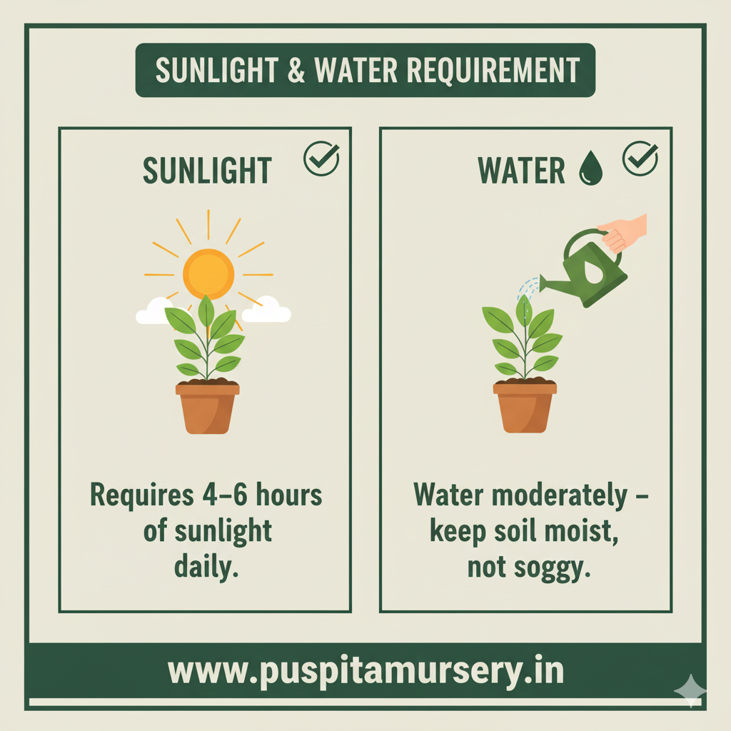 aster double mixed Sunlight & Water Requirement