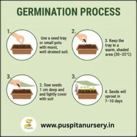 balsam d mixed Germination Process