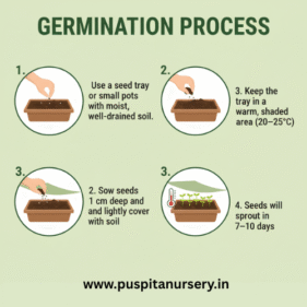 balsam d mixed Germination Process