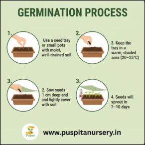 balsam d mixed Germination Process