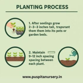 balsam d mixed Planting Process