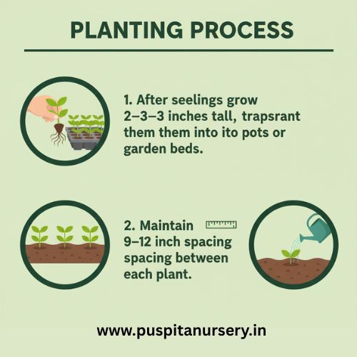 balsam d mixed Planting Process