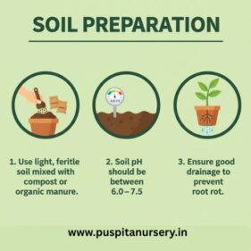 balsam d mixed Soil Preparation