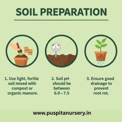 balsam d mixed Soil Preparation
