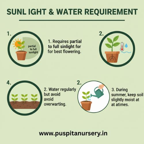 balsam d mixed Sunlight & Water Requirement