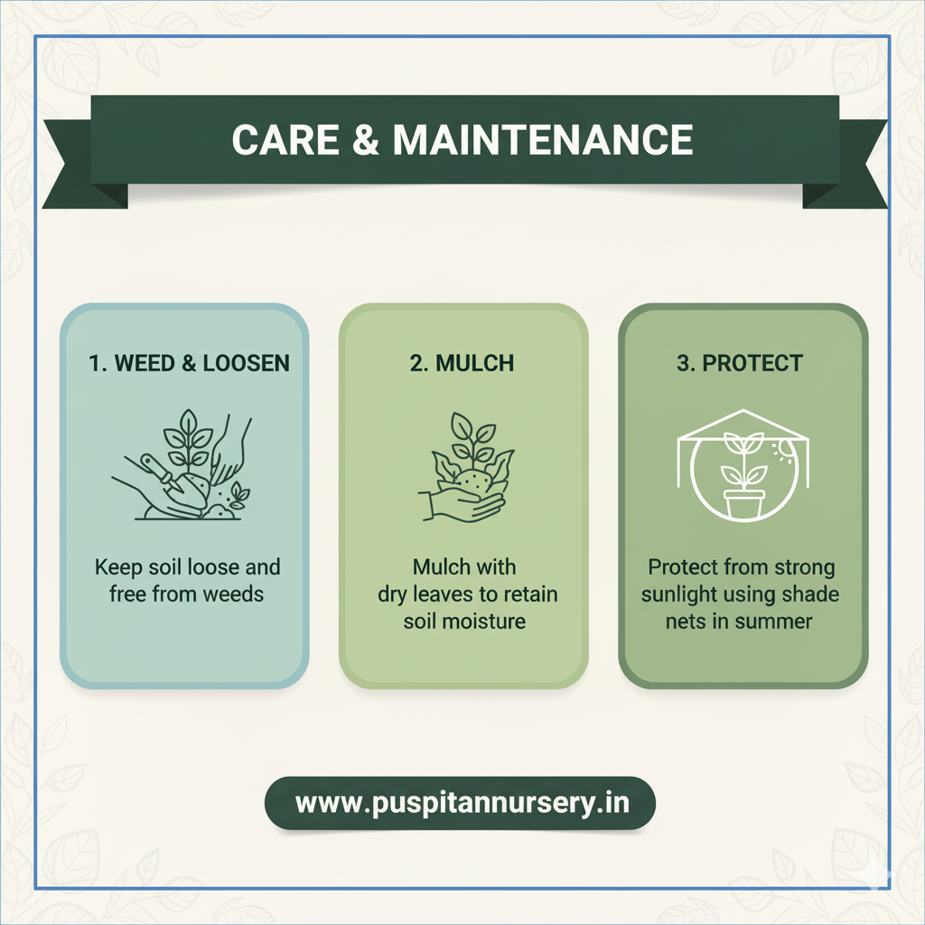 broccoli Care & Maintenance