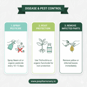 broccoli Disease & Pest Control