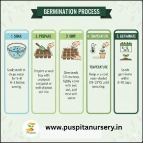 broccoli Germination Process