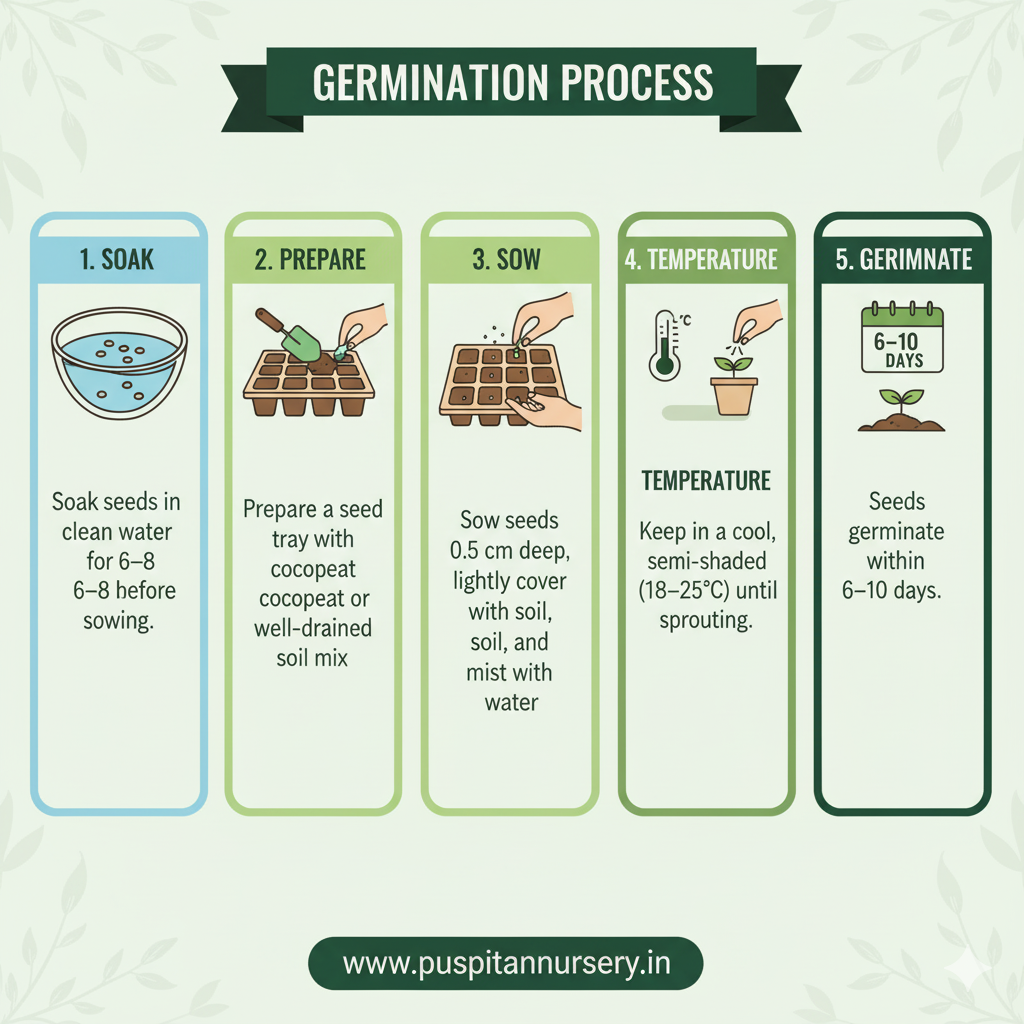 broccoli Germination Process