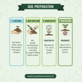 broccoli Soil Preparation
