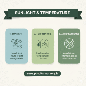 broccoli Sunlight & Temperature