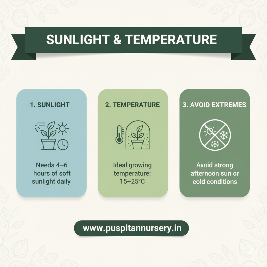 broccoli Sunlight & Temperature