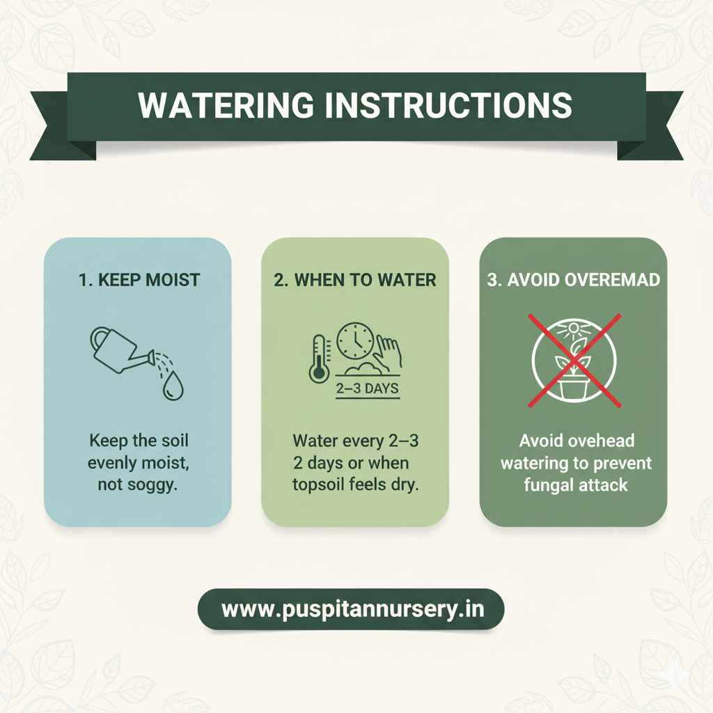 broccoli Watering Instructions