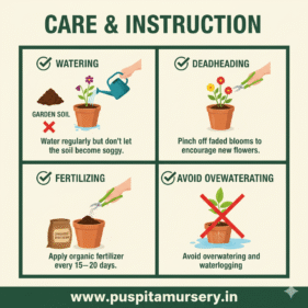 celosia mixed Care & Instruction