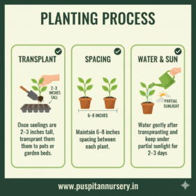 celosia mixed Planting Process