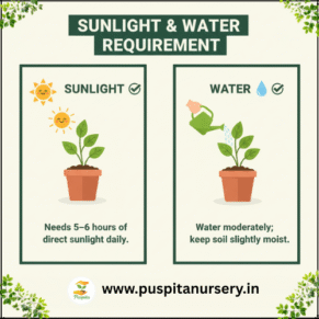 celosia mixed Sunlight & Water Requirement