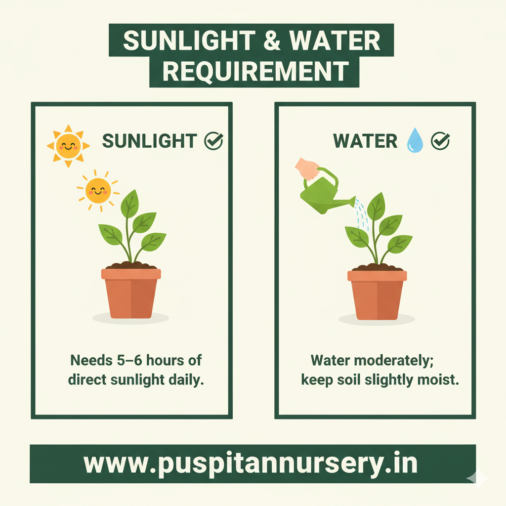 celosia mixed Sunlight & Water Requirement