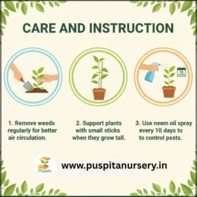 chili Care and Instruction