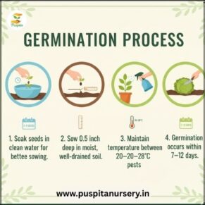 chili Germination Process