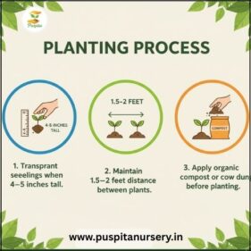 chili Germination Process