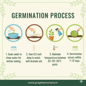 chili Germination Process