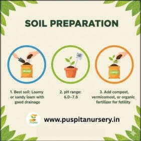 chili Soil Preparation