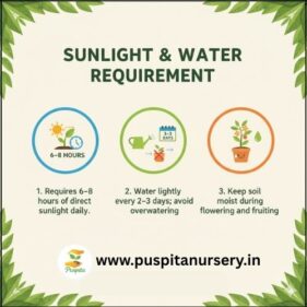 chili Sunlight & Water Requirement