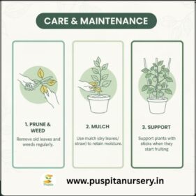 choccolate capsicum Care & Maintenance