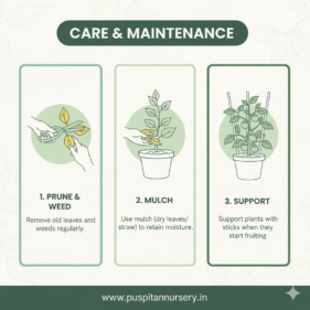 choccolate capsicum Care & Maintenance