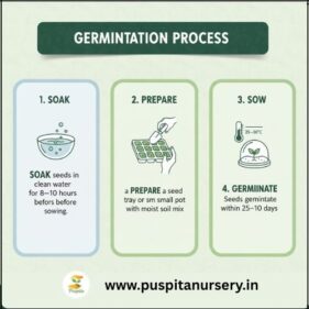 choccolate capsicum Germination Process