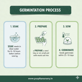 choccolate capsicum Germination Process