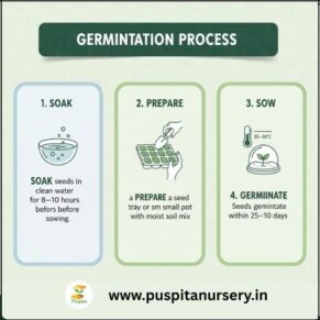 choccolate capsicum Germination Process