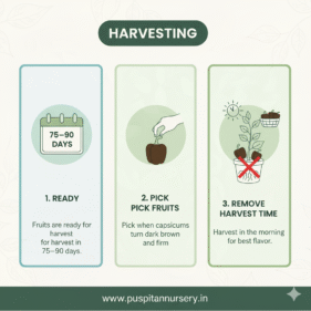 choccolate capsicum Harvesting