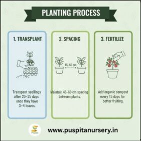choccolate capsicum Planting Process