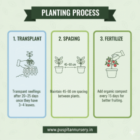 choccolate capsicum Planting Process