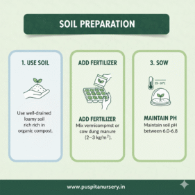 choccolate capsicum Soil Preparation