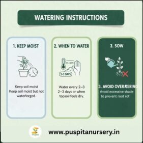 choccolate capsicum Watering Instructions