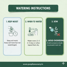 choccolate capsicum Watering Instructions
