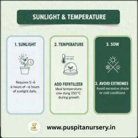 choccolate capsicumSunlight & Temperature