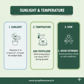 choccolate capsicumSunlight & Temperature