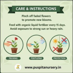 cineraria mixed Care & Instructions