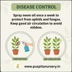 cineraria mixed Disease Control
