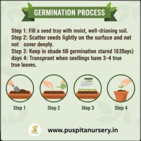 cineraria mixed Germination Process