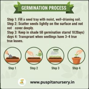 cineraria mixed Germination Process