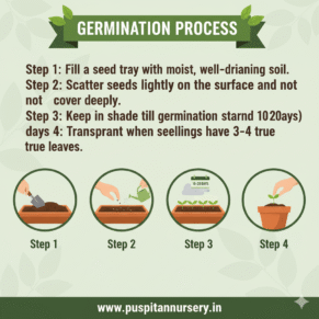 cineraria mixed Germination Process