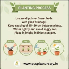 cineraria mixed Planting Process