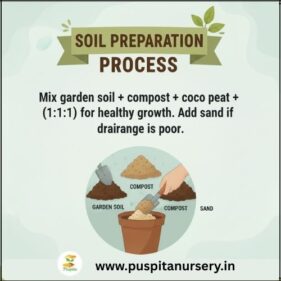 cineraria mixed Soil Preparation