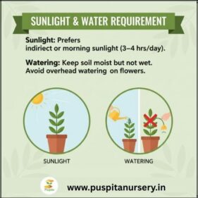 cineraria mixed Sunlight & Water Requirement