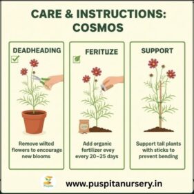 cosmos mixed Care & Instructions